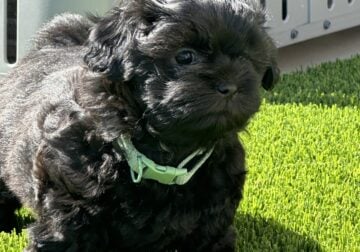 Adorable Shih tzu Puppies