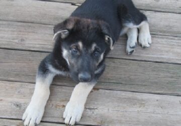 AKC German Shepherd Puppies