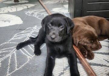 Lab puppies