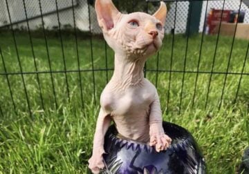 Elf kitten