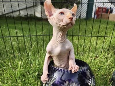 Elf kitten