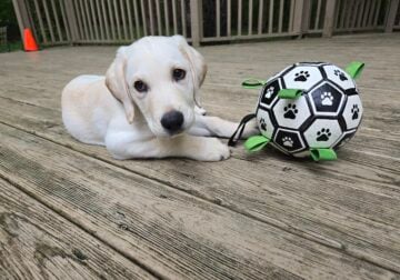 Goldador – Lab / Golden
