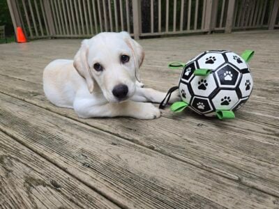 Goldador – Lab / Golden