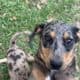 Catahoula Mix Puppy