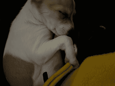 Chihuahua