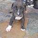 Xl American Bulliea