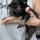 Australian Shepard #9