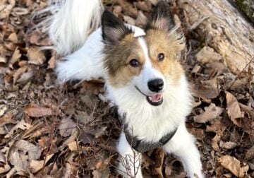 Rehoming Remi