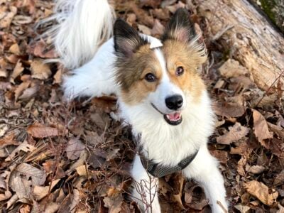 Rehoming Remi