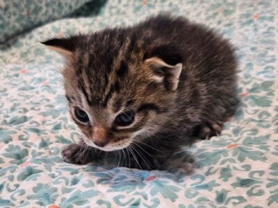 American Bobtail