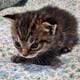 American Bobtail