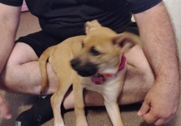 Free puppy