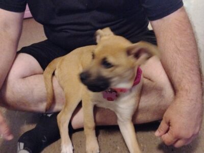 Free puppy