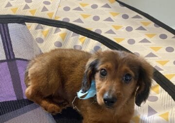 Long Haired Dachshund Boy