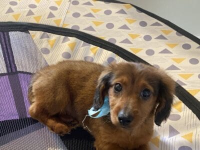 Long Haired Dachshund Boy