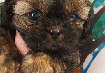 Shih tzu Pups