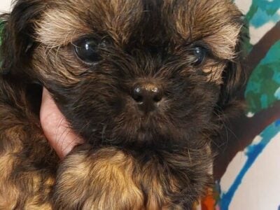 Shih tzu Pups