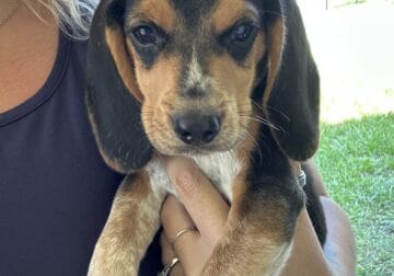 Two male puppies