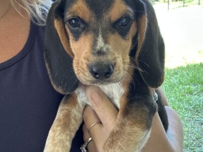 Two male puppies