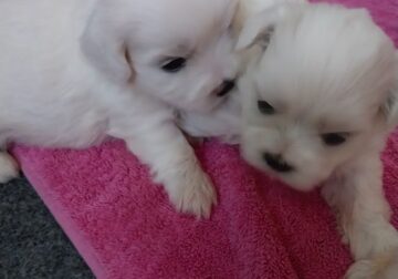 Adorable Teddy Bear Puppies !