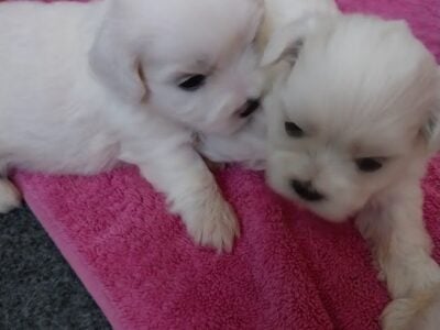 Adorable Teddy Bear Puppies !