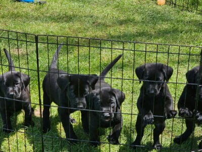 Black Lab puppies
