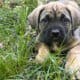 FEMALES -10 weeks – RE-HOME FEE