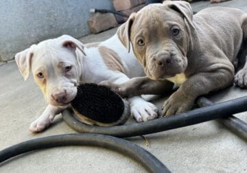 Puppies