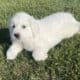 Great Pyrenees mix with Saint Bernard puppies