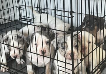 American Bully puppy