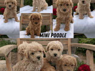 MINI POODLE PUPS BORN MARCH 30