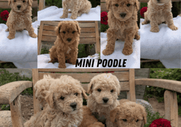 MINI POODLE PUPS BORN MARCH 30
