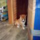 Shiba Inu red male