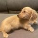 Miniature Dauchshund