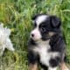 Mini & Toy Aussie Puppies – Loved from Day One