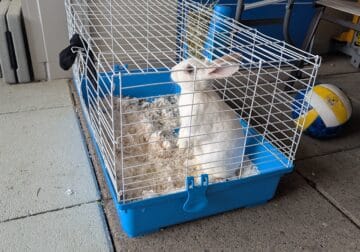 Female Bunny Rabbit 6 months old