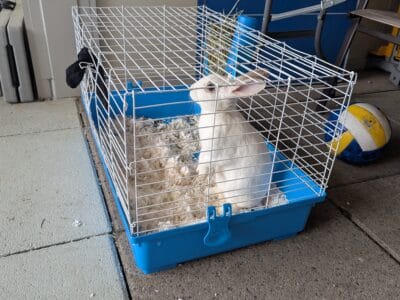 Female Bunny Rabbit 6 months old