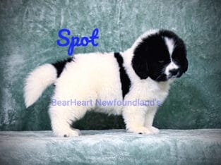 Spot at Bearheart Newfoundlands