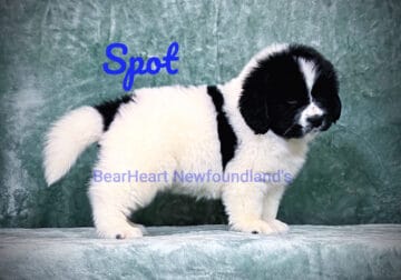 Spot at Bearheart Newfoundlands