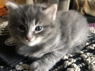 BobTail kittens