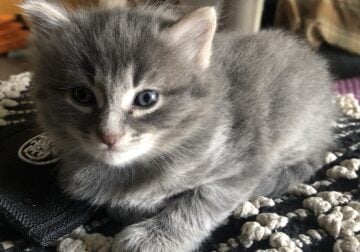 BobTail kittens