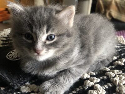 BobTail kittens