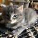 BobTail kittens
