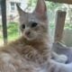 Orange Tabby Maine Coon