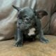 Adorable Frenchie puppies