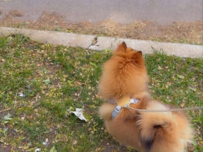 5 Month male Pomeranian