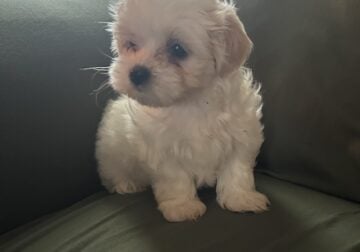 Havanese Puppy Churro