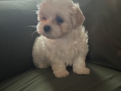 Havanese Puppy Churro