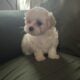 Havanese Puppy Churro