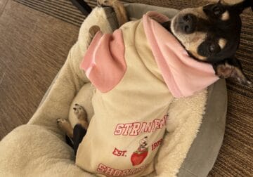 Loving Min Pin